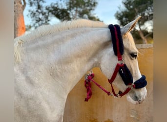 Más ponis/caballos pequeños, Yegua, 4 años, 147 cm, Palomino