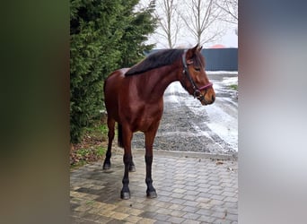 Más ponis/caballos pequeños, Yegua, 4 años, 148 cm, Castaño