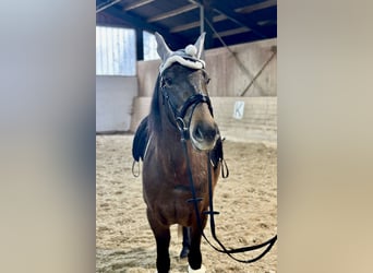 Más ponis/caballos pequeños, Yegua, 4 años, 148 cm, Castaño oscuro