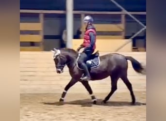 Más ponis/caballos pequeños, Yegua, 4 años, 148 cm, Castaño oscuro