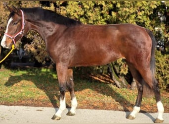 Más ponis/caballos pequeños, Yegua, 4 años, 150 cm