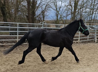 Más ponis/caballos pequeños Mestizo, Yegua, 4 años, 153 cm