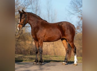 Más ponis/caballos pequeños, Yegua, 4 años, 153 cm