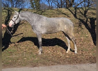 Más ponis/caballos pequeños, Yegua, 4 años, 153 cm, Tordo rodado