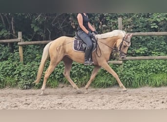 Más ponis/caballos pequeños, Yegua, 4 años, 155 cm, Palomino
