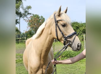 Más ponis/caballos pequeños, Yegua, 4 años, 155 cm, Palomino