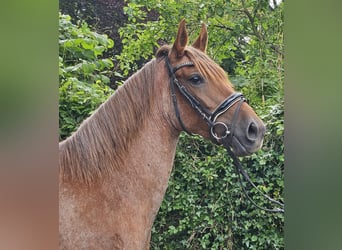 Más ponis/caballos pequeños, Yegua, 4 años, 155 cm, Ruano alazán