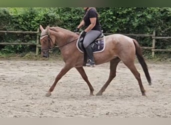 Más ponis/caballos pequeños, Yegua, 4 años, 155 cm, Ruano alazán