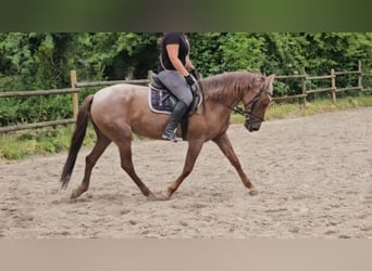 Más ponis/caballos pequeños, Yegua, 4 años, 155 cm, Ruano alazán