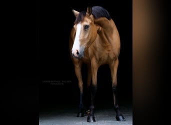 Más ponis/caballos pequeños Mestizo, Yegua, 4 años, 156 cm, Buckskin/Bayo
