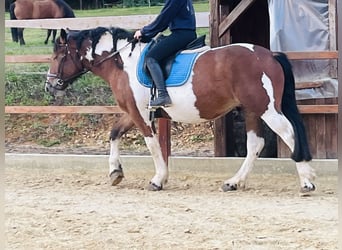 Más ponis/caballos pequeños, Yegua, 4 años, 157 cm, Pío