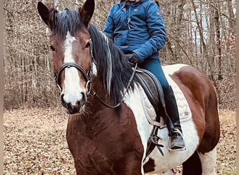 Más ponis/caballos pequeños, Yegua, 4 años, 157 cm, Pío