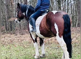 Más ponis/caballos pequeños, Yegua, 4 años, 157 cm, Pío