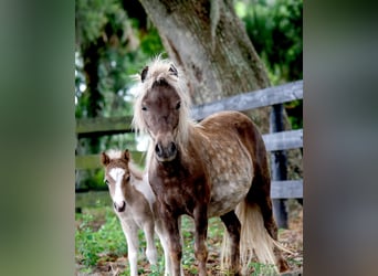 Más ponis/caballos pequeños, Yegua, 4 años, 79 cm
