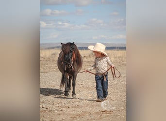 Más ponis/caballos pequeños, Yegua, 4 años, 86 cm, Negro