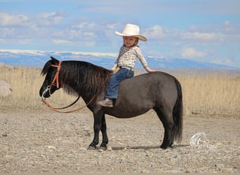 Más ponis/caballos pequeños, Yegua, 4 años, 86 cm, Negro