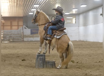 Más ponis/caballos pequeños, Yegua, 4 años, 97 cm, Bayo