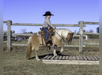 Más ponis/caballos pequeños, Yegua, 4 años, 97 cm, Bayo