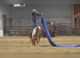 Más ponis/caballos pequeños, Yegua, 4 años, 97 cm, Bayo