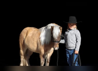 Más ponis/caballos pequeños, Yegua, 4 años, 97 cm, Bayo