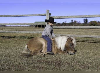 Más ponis/caballos pequeños, Yegua, 4 años, 97 cm, Bayo