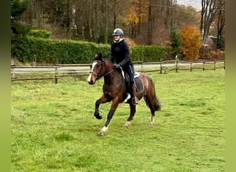 Más ponis/caballos pequeños, Yegua, 4 años