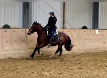 Más ponis/caballos pequeños, Yegua, 4 años