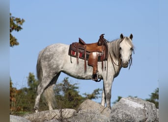 Más ponis/caballos pequeños, Yegua, 5 años, 124 cm, Tordo