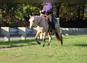 Más ponis/caballos pequeños, Yegua, 5 años, 127 cm, Buckskin/Bayo
