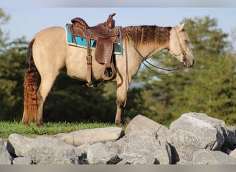 Más ponis/caballos pequeños, Yegua, 5 años, 127 cm, Buckskin/Bayo