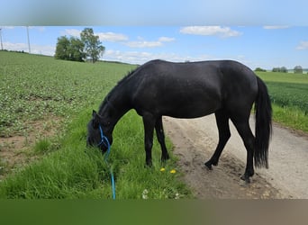 Más ponis/caballos pequeños Mestizo, Yegua, 5 años, 128 cm, Negro