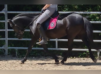 Más ponis/caballos pequeños Mestizo, Yegua, 5 años, 128 cm, Negro