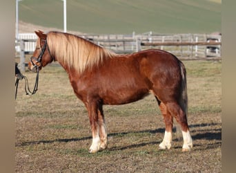 Más ponis/caballos pequeños, Yegua, 5 años, 135 cm, Alazán