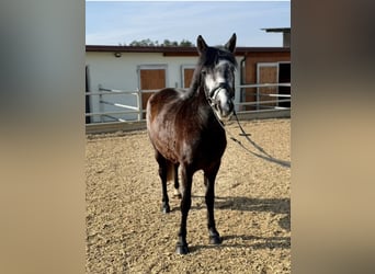 Más ponis/caballos pequeños, Yegua, 5 años, 136 cm, Musgo marrón