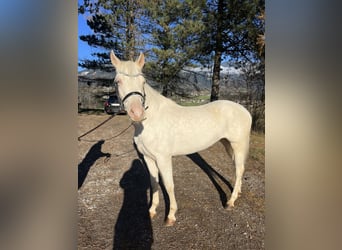 Más ponis/caballos pequeños, Yegua, 5 años, 137 cm, Cremello