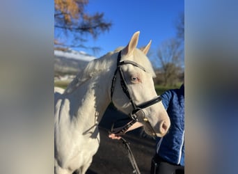 Más ponis/caballos pequeños, Yegua, 5 años, 137 cm, Cremello