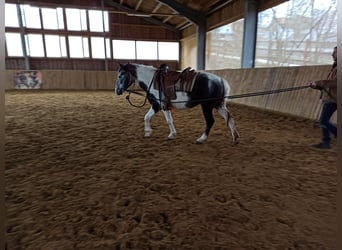 Más ponis/caballos pequeños Mestizo, Yegua, 5 años, 140 cm, Musgo
