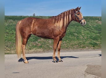 Más ponis/caballos pequeños, Yegua, 5 años, 141 cm