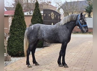 Más ponis/caballos pequeños, Yegua, 5 años, 143 cm