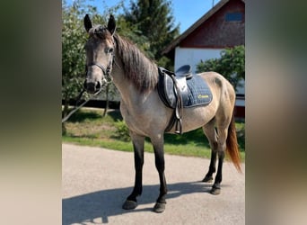 Más ponis/caballos pequeños, Yegua, 5 años, 143 cm, Castaño