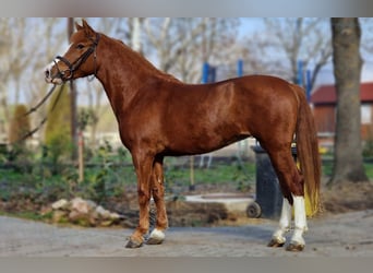 Más ponis/caballos pequeños, Yegua, 5 años, 145 cm, Alazán