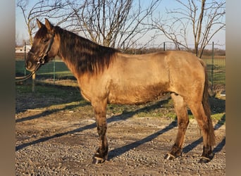 Más ponis/caballos pequeños, Yegua, 5 años, 145 cm, Bayo