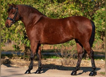 Más ponis/caballos pequeños, Yegua, 5 años, 145 cm