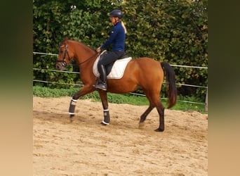 Más ponis/caballos pequeños, Yegua, 5 años, 145 cm, Castaño