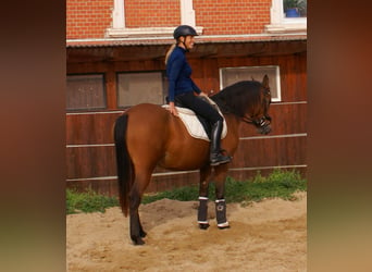 Más ponis/caballos pequeños, Yegua, 5 años, 145 cm, Castaño