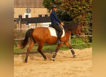 Más ponis/caballos pequeños, Yegua, 5 años, 145 cm, Castaño