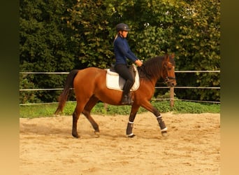 Más ponis/caballos pequeños, Yegua, 5 años, 145 cm, Castaño