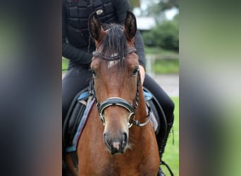 Más ponis/caballos pequeños Mestizo, Yegua, 5 años, 145 cm, Castaño