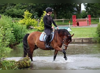 Más ponis/caballos pequeños Mestizo, Yegua, 5 años, 145 cm, Castaño