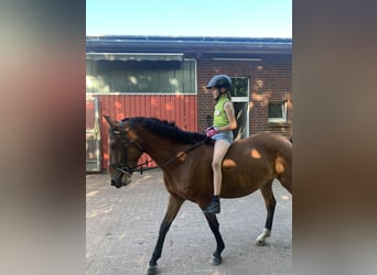 Más ponis/caballos pequeños Mestizo, Yegua, 5 años, 145 cm, Castaño